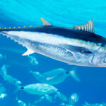 Ikan Tuna Sirip Biru Terancam Punah, Harga Melonjak Drastis di Pasar Global