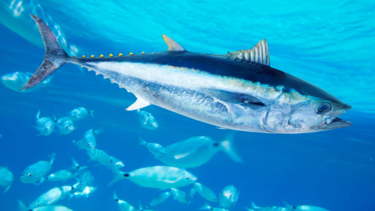 Ikan Tuna Sirip Biru Terancam Punah, Harga Melonjak Drastis di Pasar Global