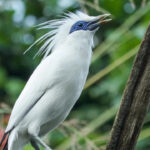 Jalak Bali: Burung Eksotis yang Diselamatkan dari Kepunahan