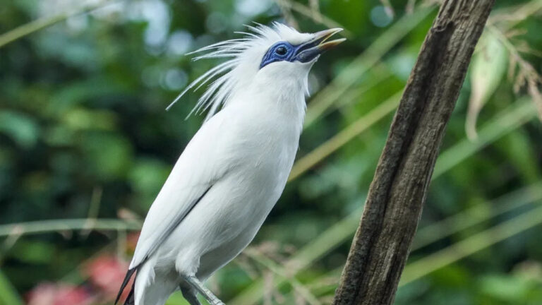 Jalak Bali: Burung Eksotis yang Diselamatkan dari Kepunahan
