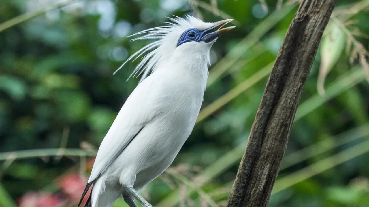Jalak Bali: Burung Eksotis yang Diselamatkan dari Kepunahan