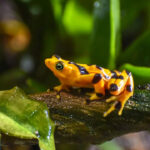 Katak Emas Panama: Hewan Keberuntungan yang Kini Hanya Tersisa di Penangkaran
