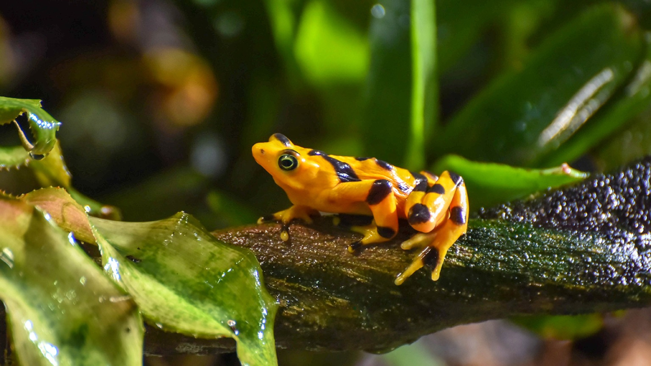 Katak Emas Panama: Hewan Keberuntungan yang Kini Hanya Tersisa di Penangkaran