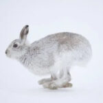 Kelinci Salju Jepang: Hewan Gunung yang Menghadapi Pemanasan Global