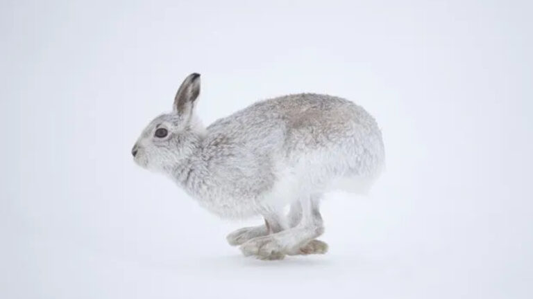 Kelinci Salju Jepang: Hewan Gunung yang Menghadapi Pemanasan Global