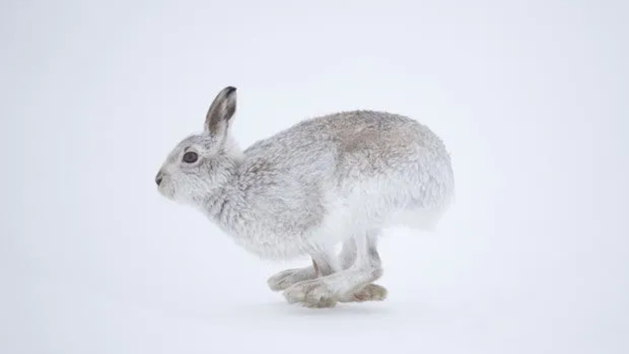 Kelinci Salju Jepang: Hewan Gunung yang Menghadapi Pemanasan Global