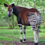 Okapi: Saudara Jauh Jerapah dari Hutan Kongo