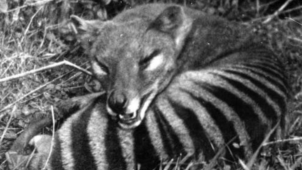 Serigala Tasmania (Thylacine): Misteri Hewan Punah yang Masih Dipercaya Hidup