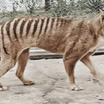 Serigala Tasmania (Thylacine): Misteri Hewan Punah yang Masih Dipercaya Hidup