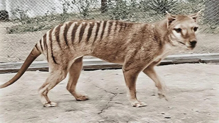 Serigala Tasmania (Thylacine): Misteri Hewan Punah yang Masih Dipercaya Hidup