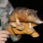 Solenodon Mamalia Purba dari Karibia yang Menantang Waktu