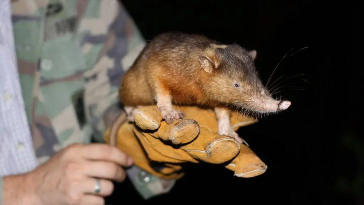 Solenodon Mamalia Purba dari Karibia yang Menantang Waktu