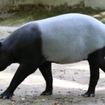 Tapir Asia: Hewan Purba Penjaga Ekosistem Hutan