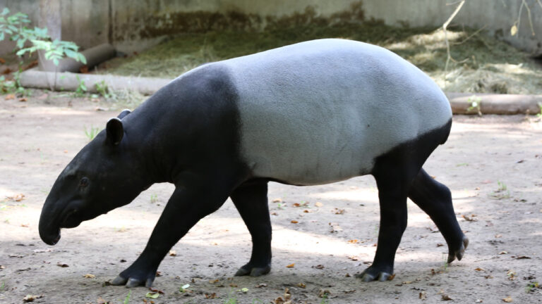 Tapir Asia: Hewan Purba Penjaga Ekosistem Hutan