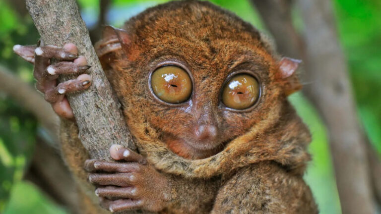 Tarsius: Primata Kecil Bermata Besar dari Sulawesi