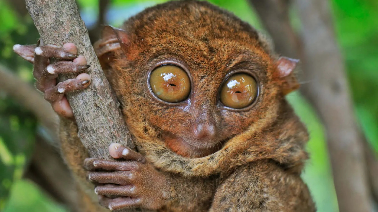 Tarsius: Primata Kecil Bermata Besar dari Sulawesi
