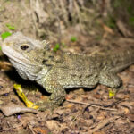 Tuatara Selandia Baru, Reptil Purba Sezaman dengan Dinosaurus