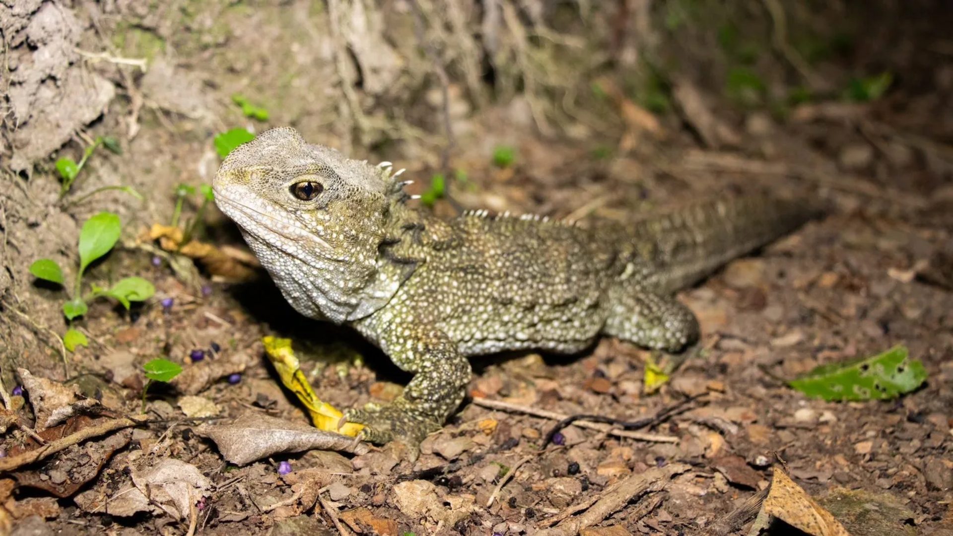 Tuatara Selandia Baru, Reptil Purba Sezaman dengan Dinosaurus