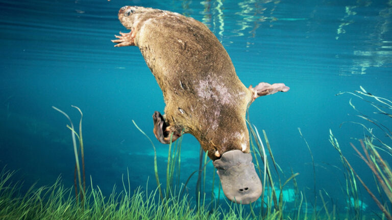 Fakta Unik Tentang Platypus Jantan yang Punya Sengat Beracun