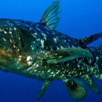 Ikan Coelacanth (Latimeria chalumnae): Keajaiban Lautan yang Hampir Punah