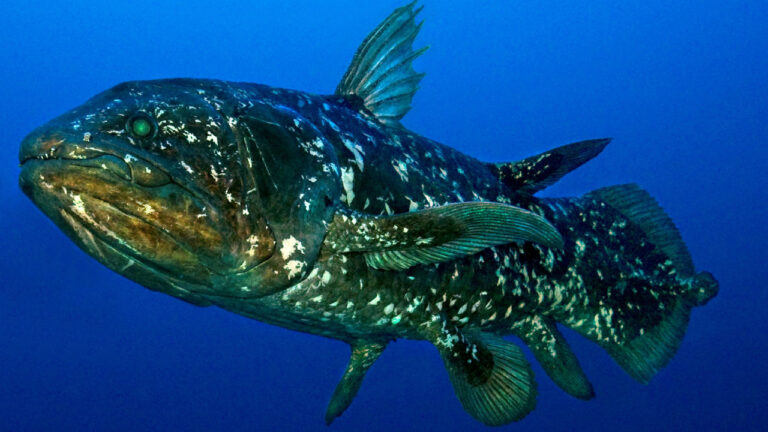 Ikan Coelacanth (Latimeria chalumnae): Keajaiban Lautan yang Hampir Punah