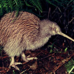 Kiwi: Ikon Selandia Baru yang Rentan Punah