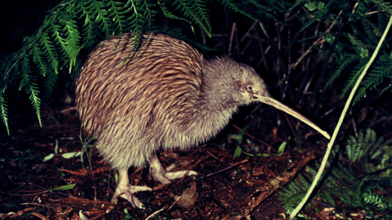 Kiwi: Ikon Selandia Baru yang Rentan Punah