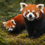 Panda Merah Keunikan dan Peran Pentingnya dalam Konservasi