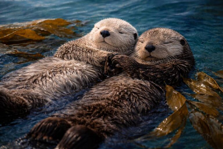 Berang-berang Laut Saling Berpegangan Tangan Saat Tidur