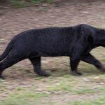 Big Cat Misterius di Inggris Picu Perdebatan Publik