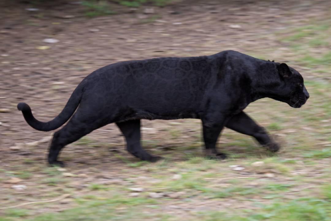 Big Cat Misterius di Inggris Picu Perdebatan Publik