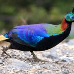 Himalayan Monal Burung Pelangi yang Spektakuler