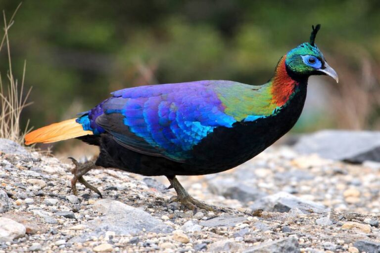 Himalayan Monal Burung Pelangi yang Spektakuler