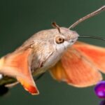 Hummingbird Moth: Ngengat Kolibri yang Memukau