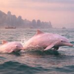 Lumba-lumba Pink Hong Kong Terancam Punah, Ini Alasannya