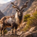 Markhor Kambing Liar Bertanduk Spiral dari Pegunungan Asia Tengah