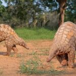 Pangolin Hewan Bersisik Unik yang Terancam Punah