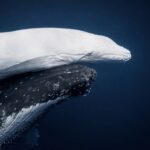 Penampakan Anak Paus Humpback Putih Langka di Tonga