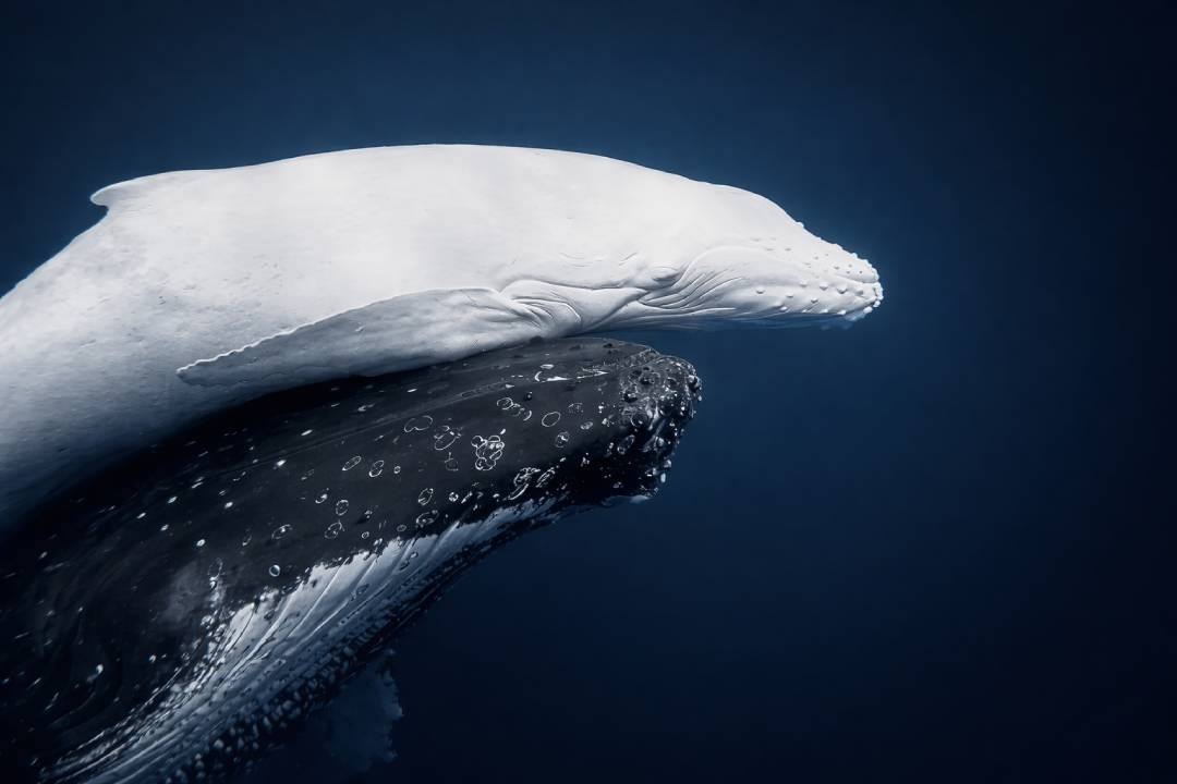 Penampakan Anak Paus Humpback Putih Langka di Tonga