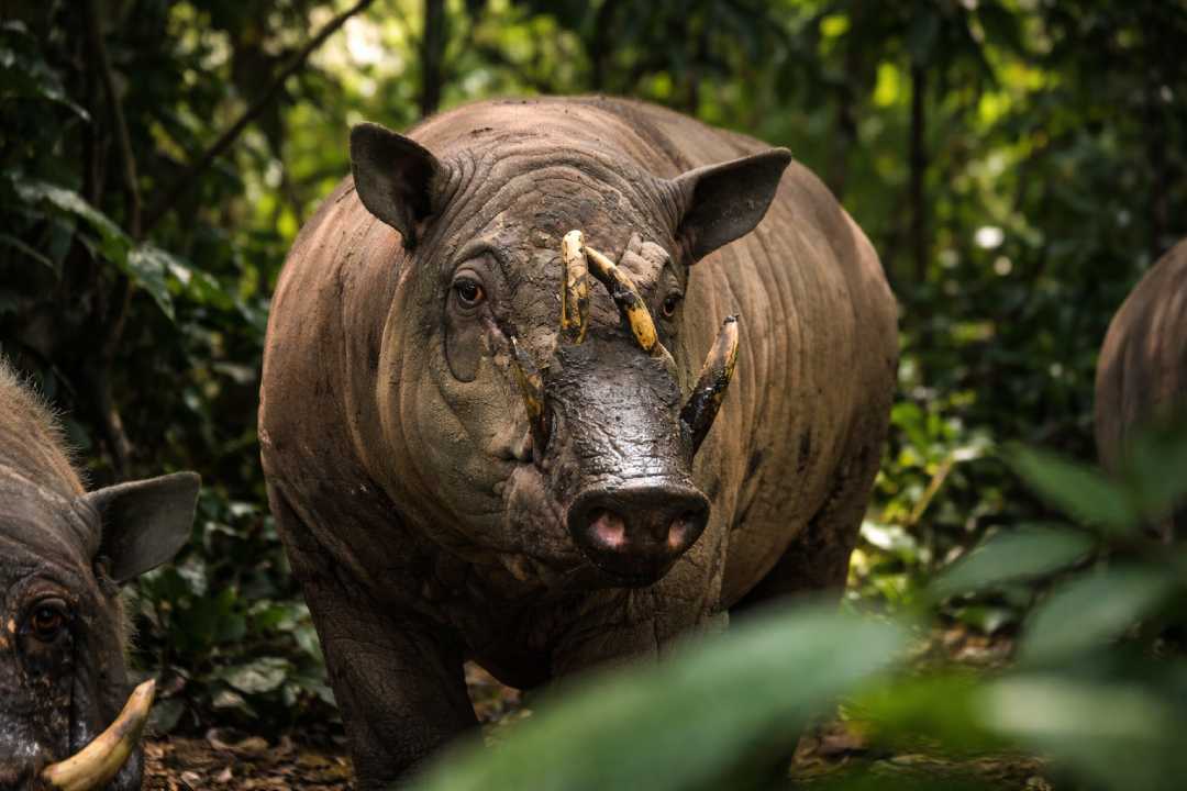 Babi Rusa Hewan Langka dengan Gading Melengkung dan Cerita Rakyat