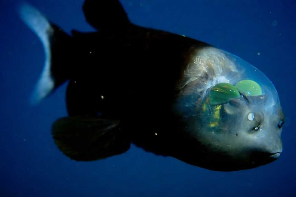 Barreleye Fish Makhluk Laut Dalam yang Dulu Dikira Mitos - Dunia Fauna