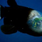 Barreleye Fish Makhluk Laut Dalam yang Dulu Dikira Mitos
