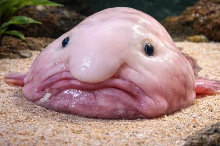Blobfish: Ikan Laut Dalam Dengan Bentuk Wajah Yang Terlihat Seperti Meleleh