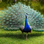 Burung Merak Ekor Menakjubkan Keanggunan dan Kecantikan