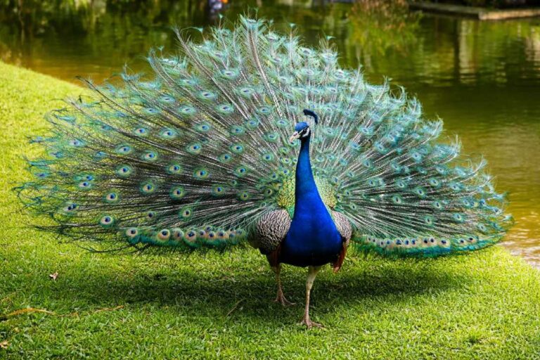 Burung Merak Ekor Menakjubkan Keanggunan dan Kecantikan