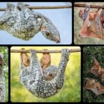 Colugo (Flying Lemur), Mamalia Unik yang Bisa Meluncur di Udara