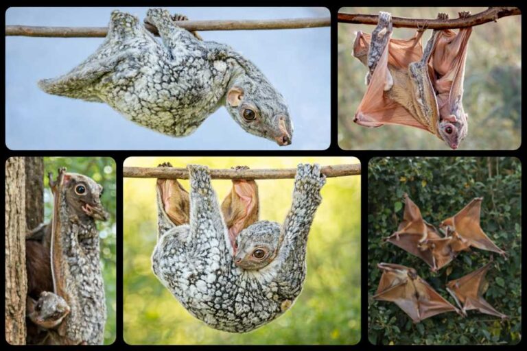 Colugo (Flying Lemur), Mamalia Unik yang Bisa Meluncur di Udara