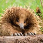 Echidna Mamalia Langka Memiliki Duri dan Kemampuan Bertelur