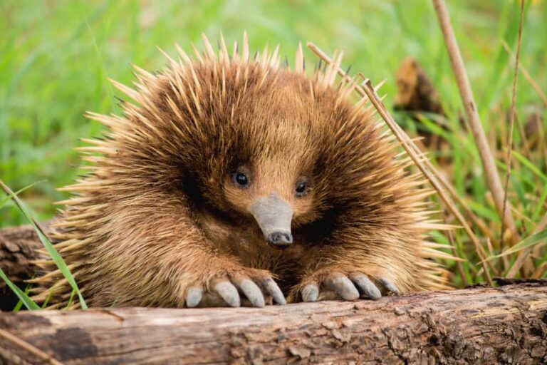 Echidna Mamalia Langka Memiliki Duri dan Kemampuan Bertelur