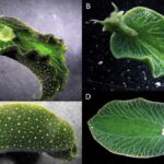 Elysia Chlorotica Hewan yang Bisa Fotosintesis Seperti Tumbuhan
